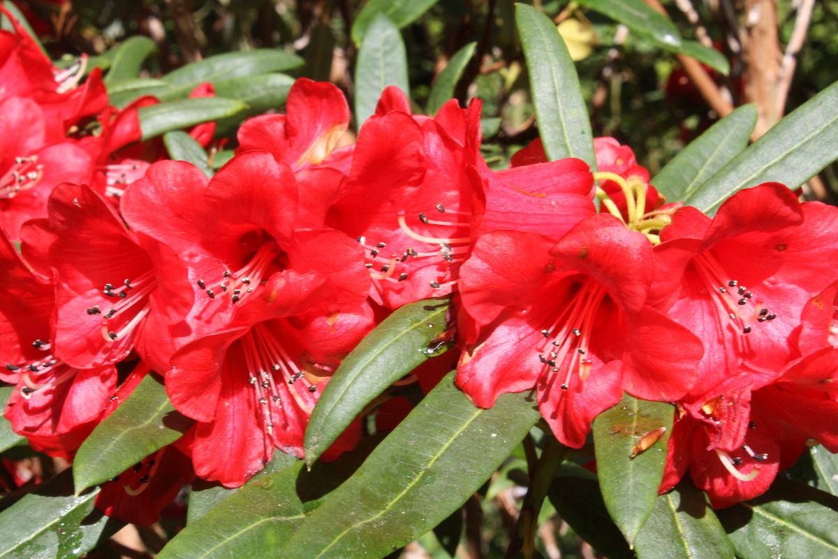 R. neriiflorum ssp. phaedropum